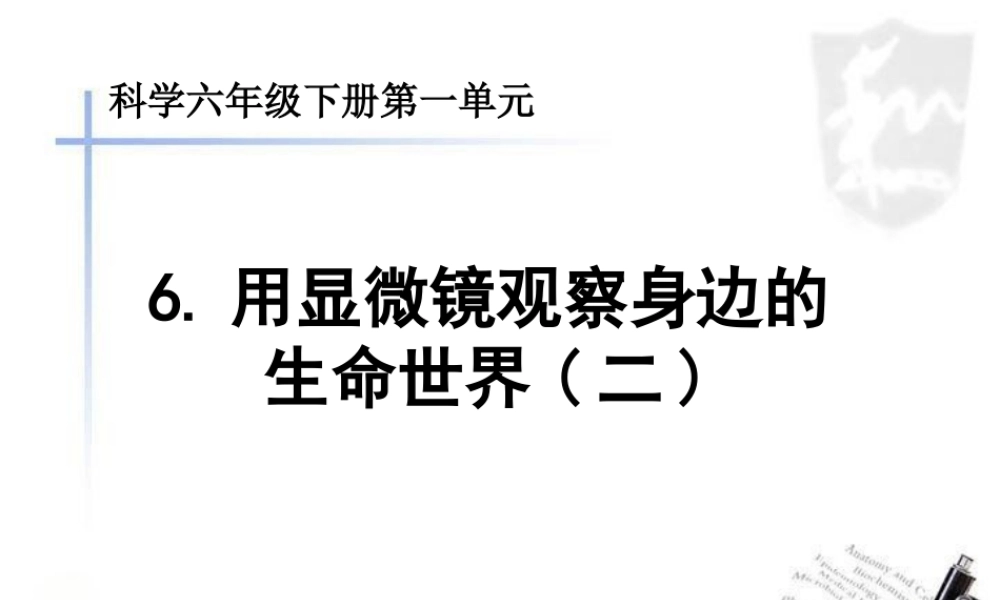 六年级科学下册 第一单元 微小世界 6用显微镜观察身边的生命世界(二)课件 教科版-教科版小学六年级下册自然科学课件