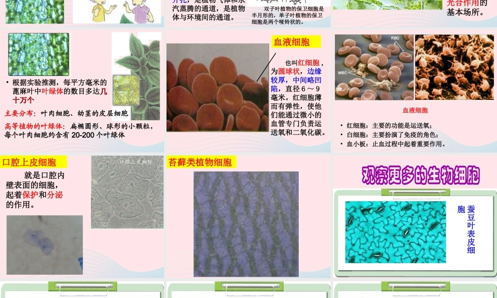 六年级科学下册 第一单元 微小世界 6用显微镜观察身边的生命世界(二)课件 教科版-教科版小学六年级下册自然科学课件