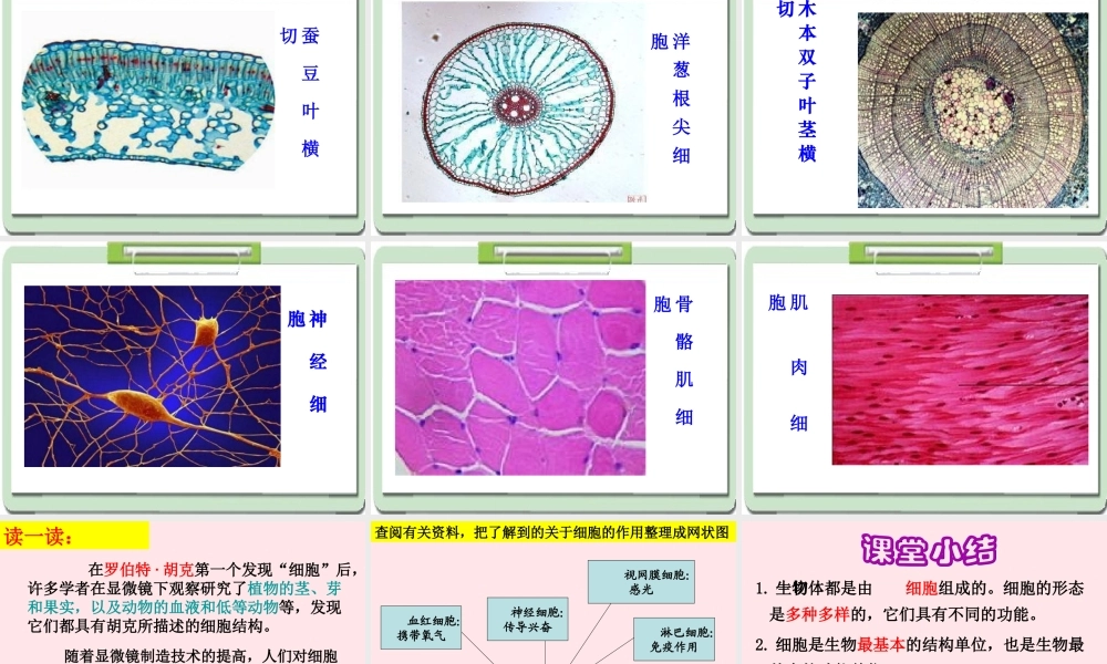 六年级科学下册 第一单元 微小世界 6用显微镜观察身边的生命世界(二)课件 教科版-教科版小学六年级下册自然科学课件