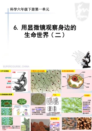 六年级科学下册 第一单元 微小世界 6用显微镜观察身边的生命世界(二)课件 教科版-教科版小学六年级下册自然科学课件