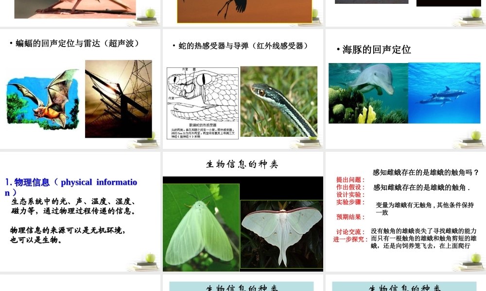 六年级科学下册 生物是怎样传递信息的1课件 青岛版