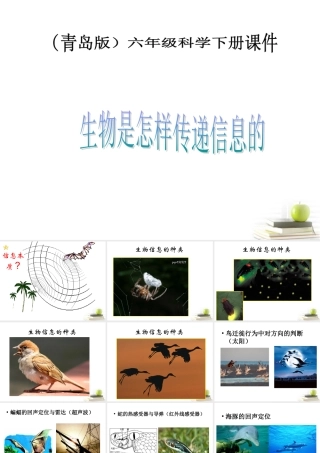 六年级科学下册 生物是怎样传递信息的1课件 青岛版
