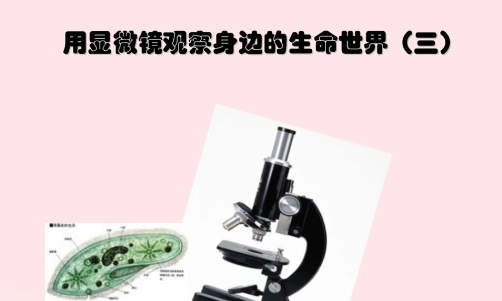 六年级科学下册 第一单元 微小世界 7 用显微镜观察身边的生命世界(三)课件 教科版-教科版小学六年级下册自然科学课件