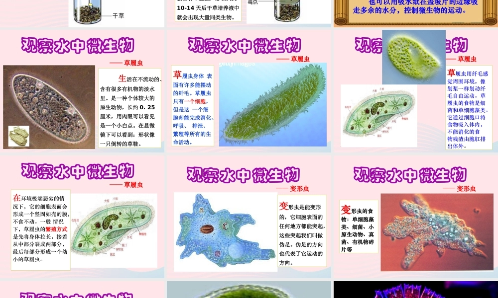 六年级科学下册 第一单元 微小世界 7 用显微镜观察身边的生命世界(三)课件 教科版-教科版小学六年级下册自然科学课件
