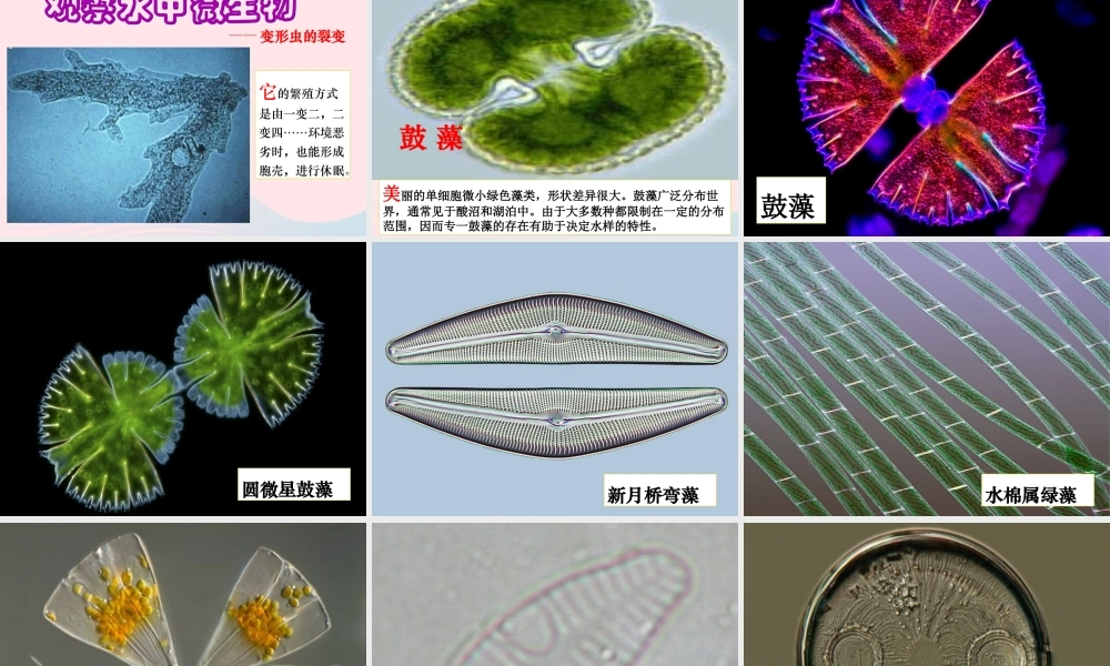六年级科学下册 第一单元 微小世界 7 用显微镜观察身边的生命世界(三)课件 教科版-教科版小学六年级下册自然科学课件