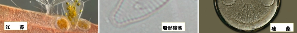 六年级科学下册 第一单元 微小世界 7 用显微镜观察身边的生命世界(三)课件 教科版-教科版小学六年级下册自然科学课件