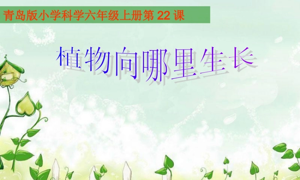 六年级科学上册 植物向哪里生长课件2 青岛版-青岛版小学六年级上册自然科学课件