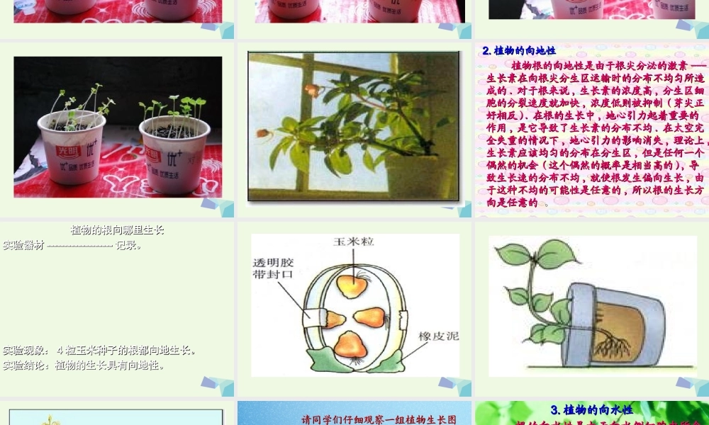 六年级科学上册 植物向哪里生长课件2 青岛版-青岛版小学六年级上册自然科学课件
