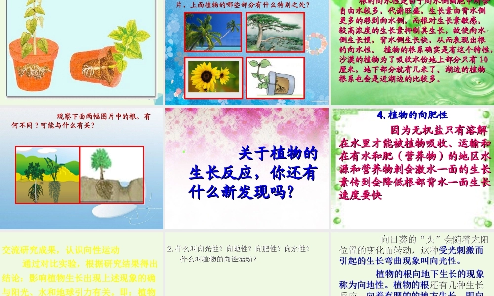 六年级科学上册 植物向哪里生长课件2 青岛版-青岛版小学六年级上册自然科学课件