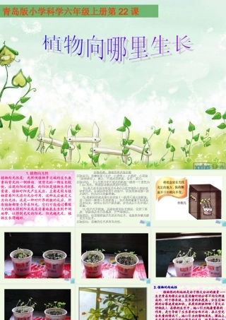 六年级科学上册 植物向哪里生长课件2 青岛版-青岛版小学六年级上册自然科学课件