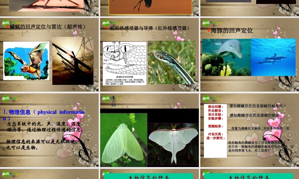 六年级科学下册 生物是怎样传递信息的课件 青岛版（三年级起点）