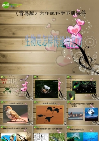 六年级科学下册 生物是怎样传递信息的课件 青岛版（三年级起点）