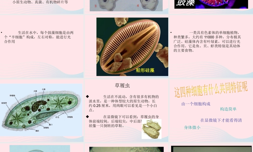 六年级科学下册 第一单元 微小世界 7 用显微镜观察身边的生命世界三课件1 教科版-教科版小学六年级下册自然科学课件