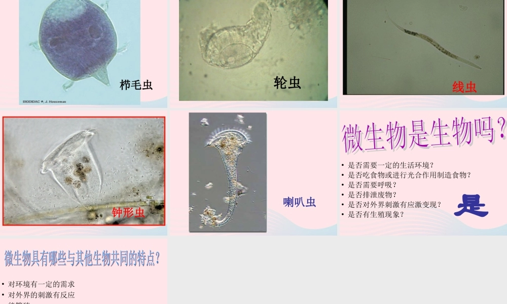 六年级科学下册 第一单元 微小世界 7 用显微镜观察身边的生命世界三课件1 教科版-教科版小学六年级下册自然科学课件