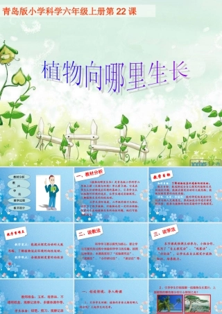 六年级科学上册 植物向哪里生长说课课件 青岛版-青岛版小学六年级上册自然科学课件