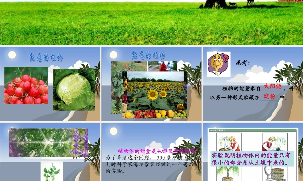 六年级科学上册 植物与能量课件 冀教版