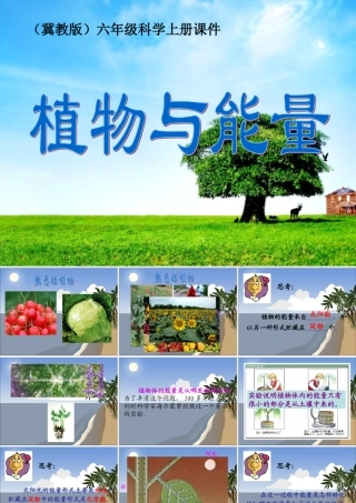 六年级科学上册 植物与能量课件 冀教版