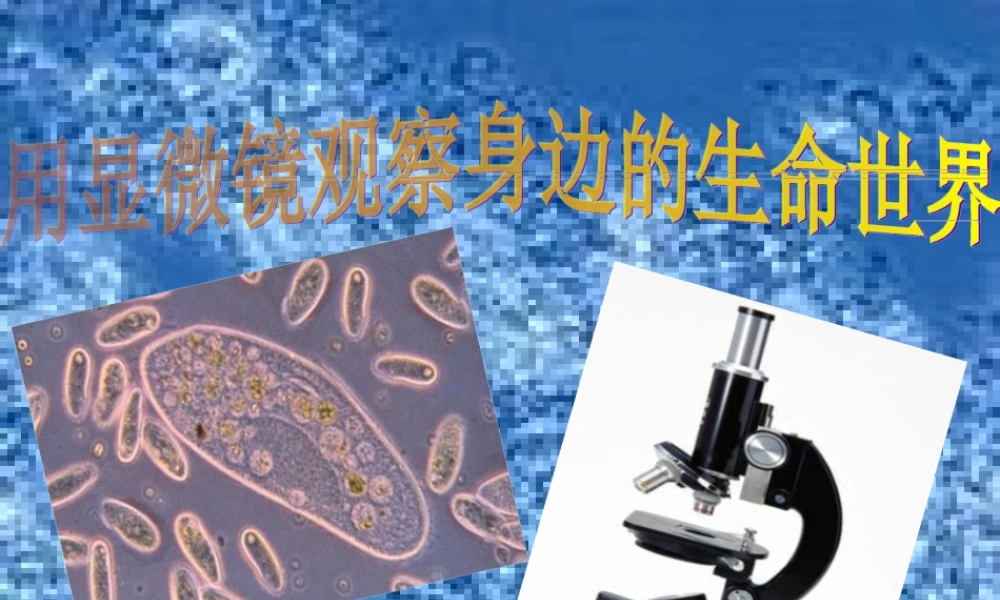 六年级科学下册 第一单元 微小世界 7《用显微镜观察身边的生命世界(三)》课件 教科版-教科版小学六年级下册自然科学课件
