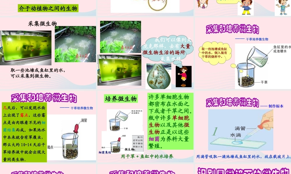 六年级科学下册 第一单元 微小世界 7《用显微镜观察身边的生命世界(三)》课件 教科版-教科版小学六年级下册自然科学课件