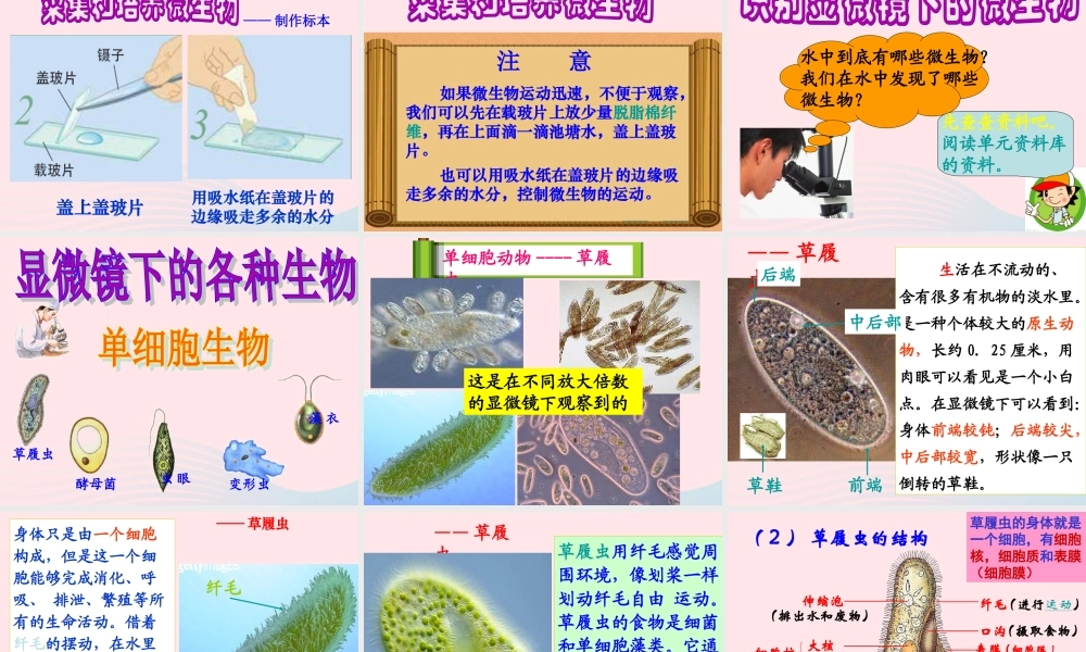 六年级科学下册 第一单元 微小世界 7《用显微镜观察身边的生命世界(三)》课件 教科版-教科版小学六年级下册自然科学课件