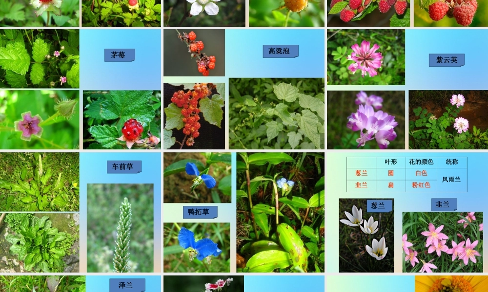 六年级科学上册 生物的多样性 3多种多样的植物课件 教科版-教科版小学六年级上册自然科学课件