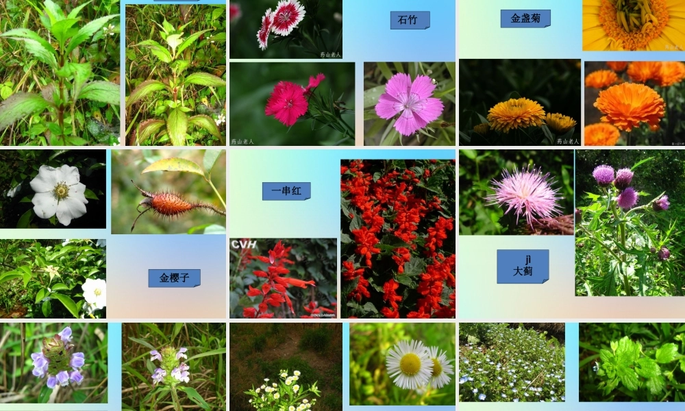 六年级科学上册 生物的多样性 3多种多样的植物课件 教科版-教科版小学六年级上册自然科学课件