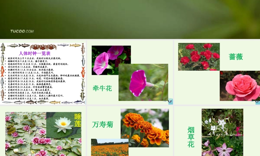 六年级科学上册 昼夜与生物 课件5 青岛版-青岛版小学六年级上册自然科学课件