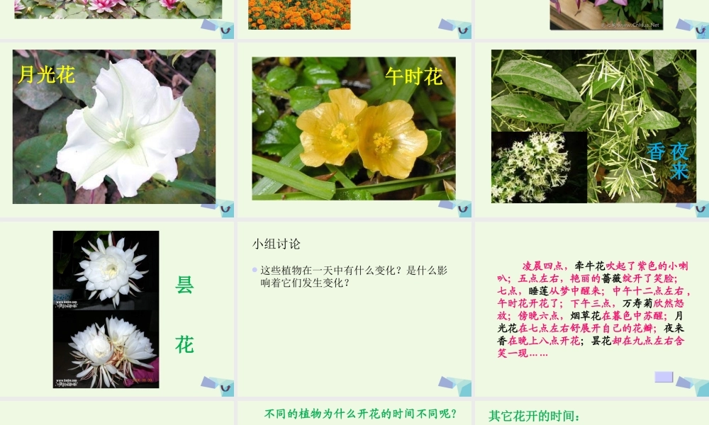 六年级科学上册 昼夜与生物 课件5 青岛版-青岛版小学六年级上册自然科学课件