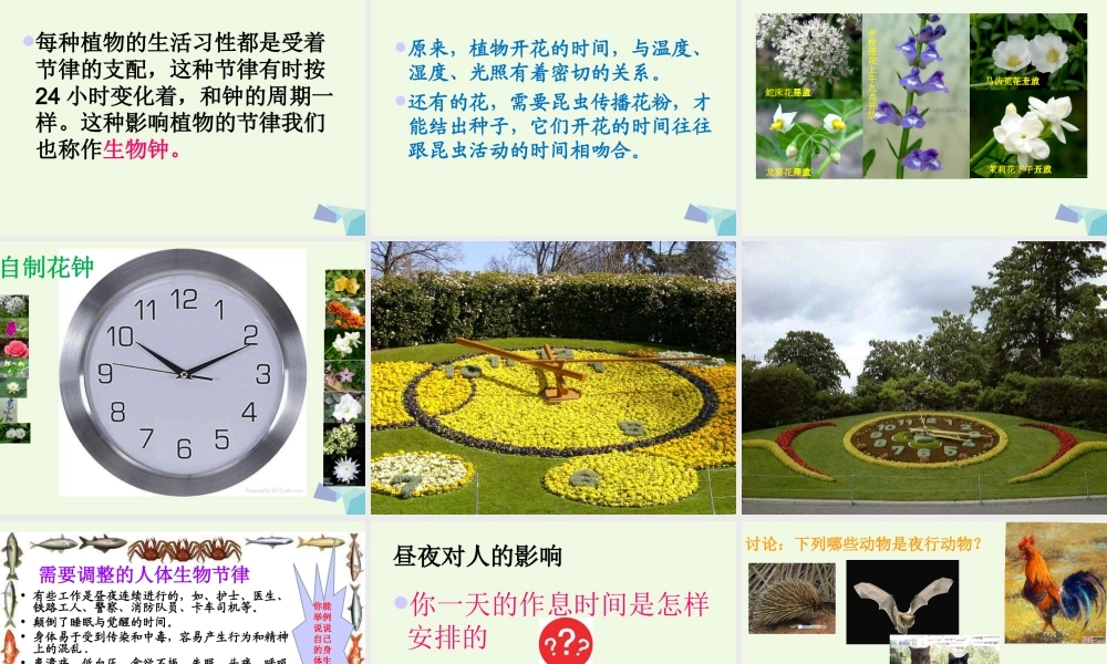 六年级科学上册 昼夜与生物 课件5 青岛版-青岛版小学六年级上册自然科学课件