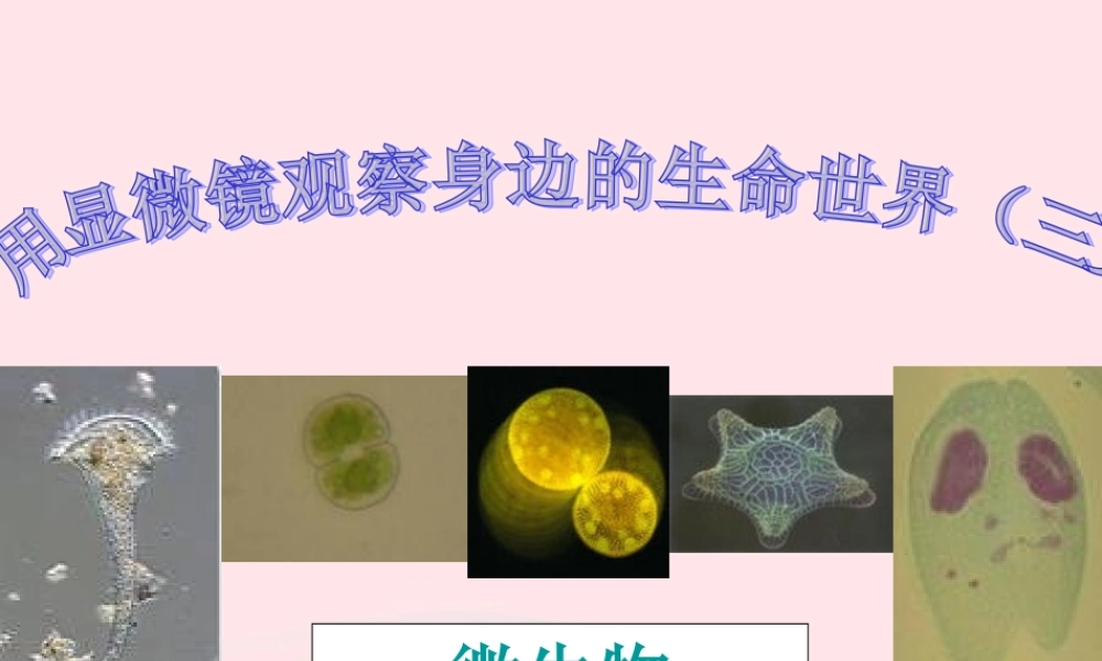 六年级科学下册 第一单元 微小世界 7用显微镜观察身边的生命世界(三)课件 教科版-教科版小学六年级下册自然科学课件