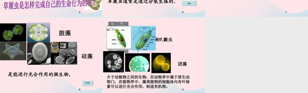 六年级科学下册 第一单元 微小世界 7用显微镜观察身边的生命世界(三)课件 教科版-教科版小学六年级下册自然科学课件