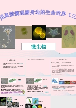 六年级科学下册 第一单元 微小世界 7用显微镜观察身边的生命世界(三)课件 教科版-教科版小学六年级下册自然科学课件