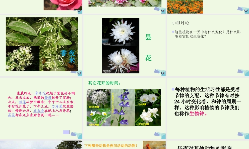 六年级科学上册 昼夜与生物课件2 青岛版-青岛版小学六年级上册自然科学课件