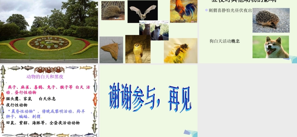 六年级科学上册 昼夜与生物课件2 青岛版-青岛版小学六年级上册自然科学课件