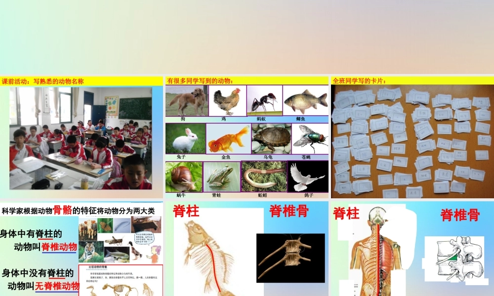 六年级科学上册 生物的多样性 4种类繁多的动物课件 教科版-教科版小学六年级上册自然科学课件