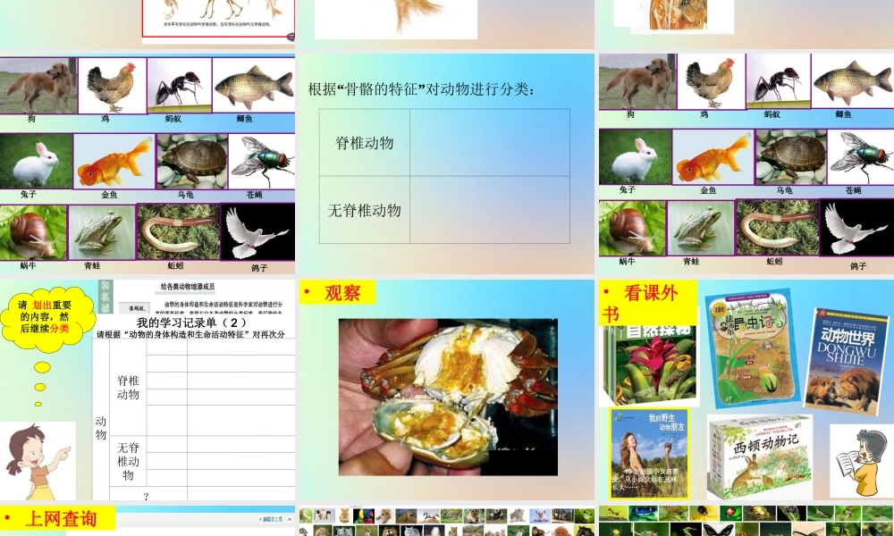 六年级科学上册 生物的多样性 4种类繁多的动物课件 教科版-教科版小学六年级上册自然科学课件