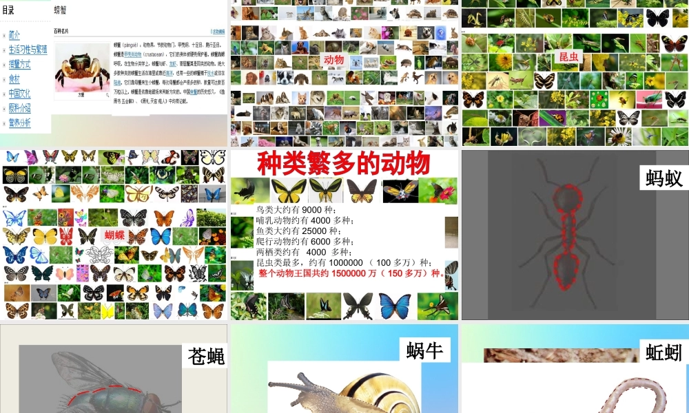 六年级科学上册 生物的多样性 4种类繁多的动物课件 教科版-教科版小学六年级上册自然科学课件