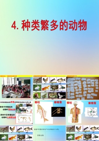 六年级科学上册 生物的多样性 4种类繁多的动物课件 教科版-教科版小学六年级上册自然科学课件