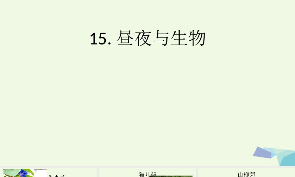 六年级科学上册 昼夜与生物课件4 青岛版-青岛版小学六年级上册自然科学课件
