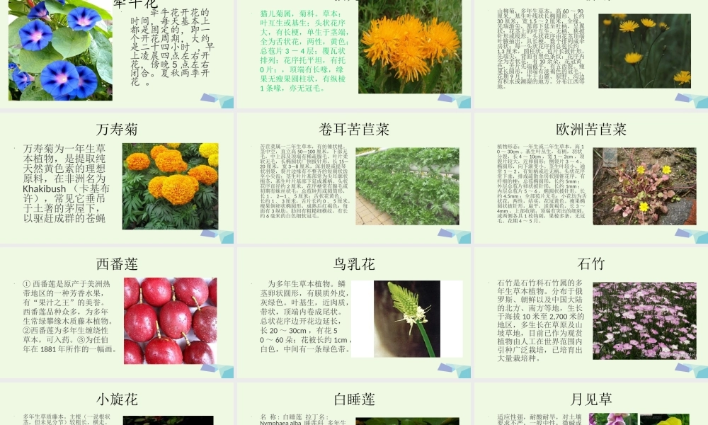 六年级科学上册 昼夜与生物课件4 青岛版-青岛版小学六年级上册自然科学课件