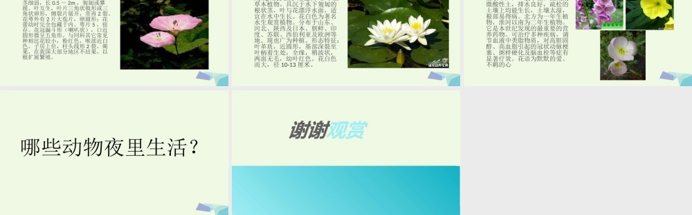 六年级科学上册 昼夜与生物课件4 青岛版-青岛版小学六年级上册自然科学课件