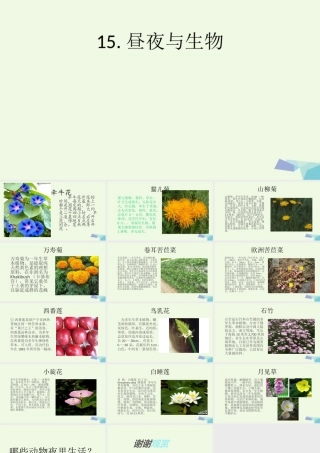 六年级科学上册 昼夜与生物课件4 青岛版-青岛版小学六年级上册自然科学课件