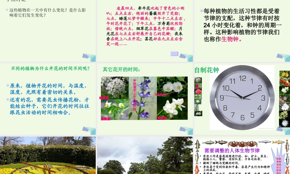 六年级科学上册 昼夜与生物课件6 青岛版-青岛版小学六年级上册自然科学课件