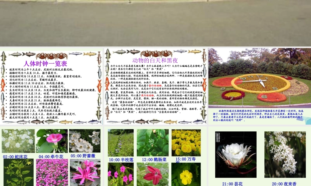 六年级科学上册 昼夜与生物课件7 青岛版-青岛版小学六年级上册自然科学课件