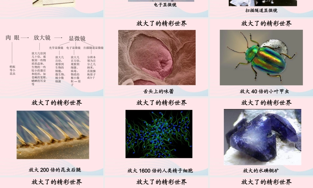 六年级科学下册 第一单元 微小世界 8 微小世界和我们课件4 教科版-教科版小学六年级下册自然科学课件