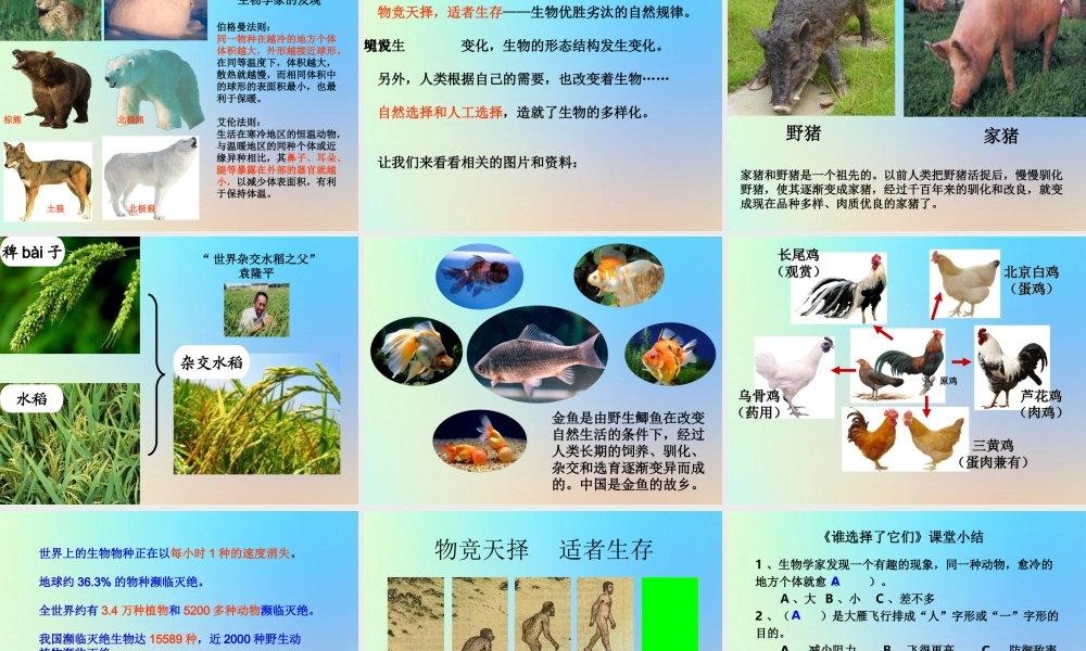 六年级科学上册 生物的多样性 7谁选择了它们课件 教科版-教科版小学六年级上册自然科学课件