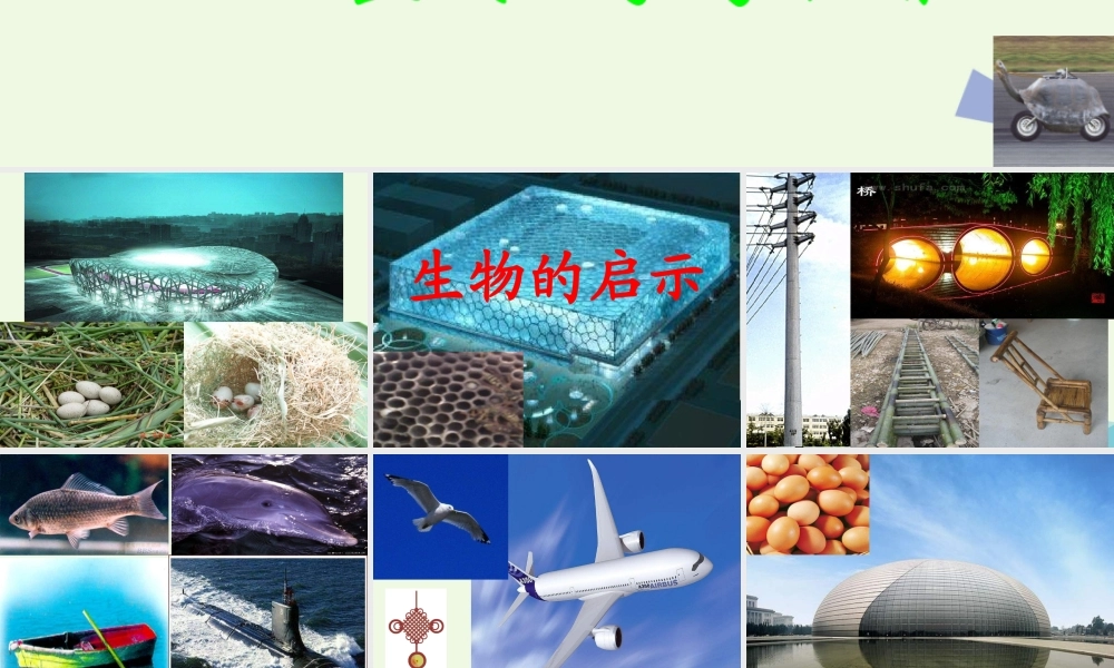 六年级科学上册 生物的启示课件1 青岛版-青岛版小学六年级上册自然科学课件