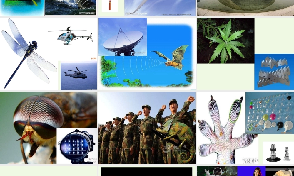 六年级科学上册 生物的启示课件1 青岛版-青岛版小学六年级上册自然科学课件