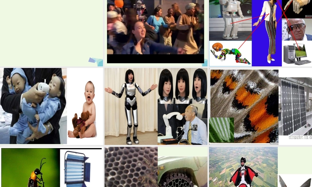 六年级科学上册 生物的启示课件1 青岛版-青岛版小学六年级上册自然科学课件