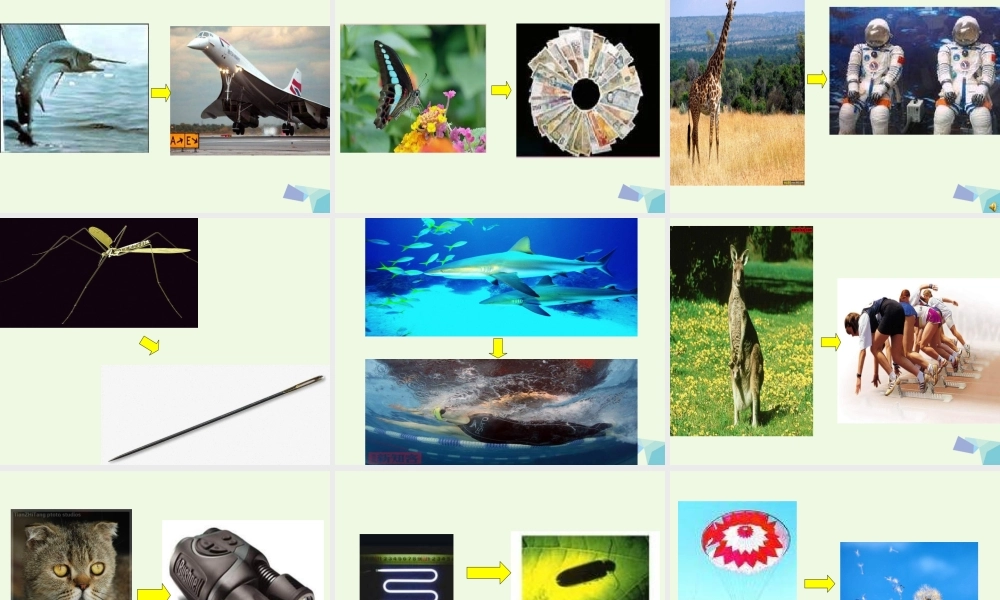 六年级科学上册 生物的启示课件2 青岛版-青岛版小学六年级上册自然科学课件